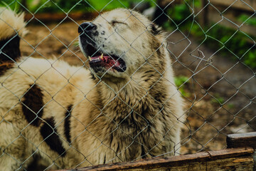 A dog sits quietly behind a chain link fence enjoying the warmth of a sunny afternoon The dogs fur...