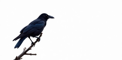 Fototapeta premium Silhouette of a crow perched on a bare branch against a white background , silhouette, blackbird, monochrome