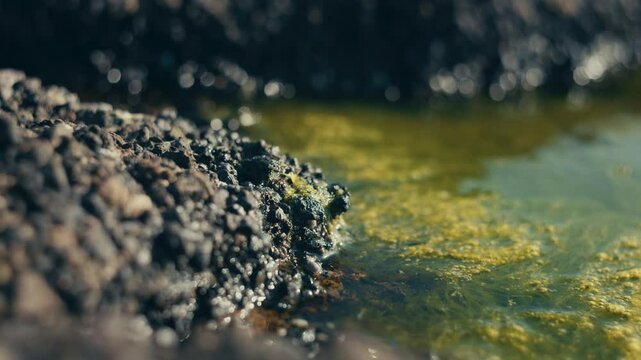 Beautiful close-up shot of algae and micro life in a tide pool near the beach, captured on a warm day in high-detail texture and light.