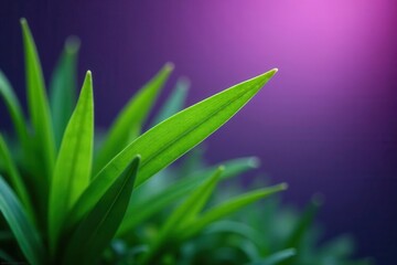 Vibrant green grass blade, stark purple backdrop, hue, vivid