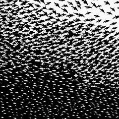 abstract schools of birds vector illustration design 