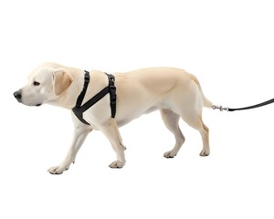 A light colored dog wearing a harness and attached to a leash