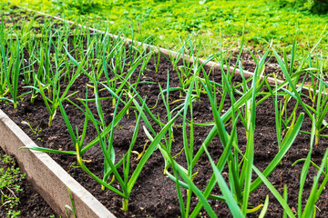 Young garlic shoots in a row in a garden bed.