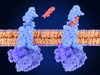 The GLP-receptor agonist tirzepatide (Mounjaro) before binding and bound to the receptor