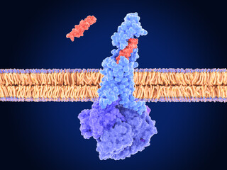 The peptide tirzepatide (Mounjaro) activating the GLP-1 receptor