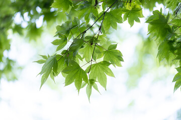 Fototapeta premium 新緑の青もみじ