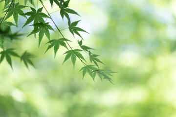 新緑の青もみじ