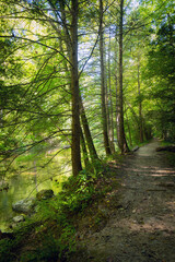 Fototapeta premium Green Trail