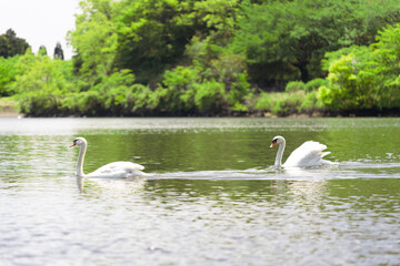 新緑の木々とコブハクチョウ