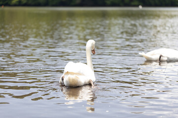 コブハクチョウ