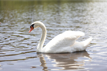 Obraz premium コブハクチョウ