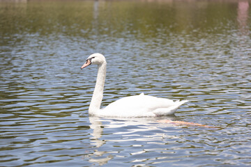 コブハクチョウ