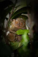 Tarsier