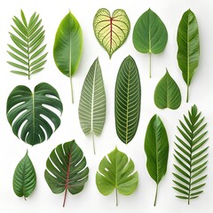 Fototapeta premium Tropical Leaves Collection on White Background – Ultra HD Top-Down View