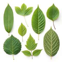 Fototapeta premium Isolated Tree Leaves Collection on White Background – Ultra HD 8K Flat Lay