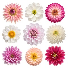 Isolated Flower Heads Collection on White Background &ndash; Ultra HD 8K Top-Down View