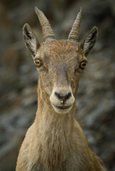 Rupicapra Alpestre