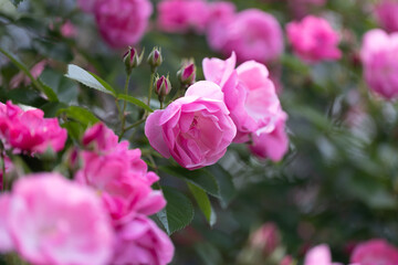 Fototapeta premium ピンク色のバラの花