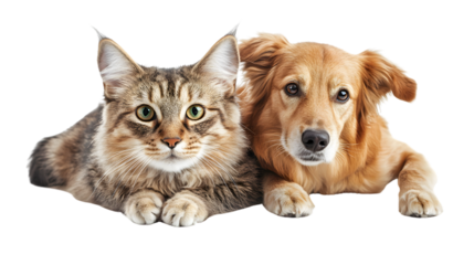 Cute Cat and Dog Together Isolated on Transparent Background - Professional Animal Photography