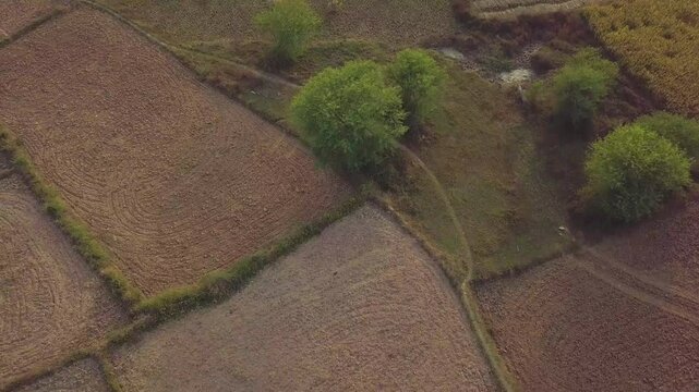 Top-down drone shot of rows of farms in rural Bihar, India.
