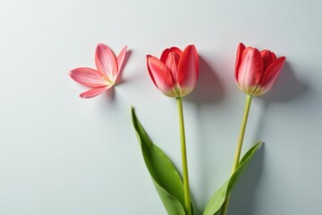 Naklejka premium Bright red tulip blossom angled across pale gray backdrop , plant, still life