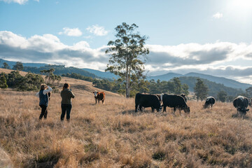 Female Farmer Inspecting Healthy Soil and Roots in an Australian Pasture. Showcasing Regenerative...
