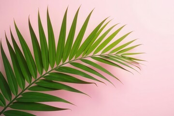 Fototapeta premium Vibrant green palm frond, delicate shadow, pastel pink backdrop, holiday, background, backdrop