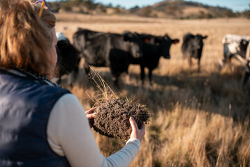 Hands Holding Healthy Soil with Roots in an Australian Pasture. Symbolizing Regenerative...