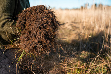 Hands Gently Holding Rich, Fertile Soil with Roots and Grass. Symbolizing Sustainable Farming,...