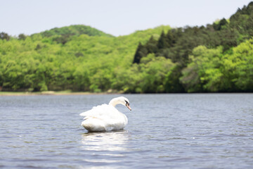 新緑の木々とコブハクチョウ