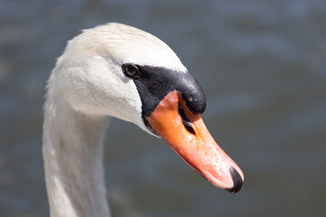 コブハクチョウの顔のアップ