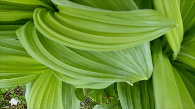 Closeup of Fresh Green Leaves of Veratrum Album in Spring Nature Background