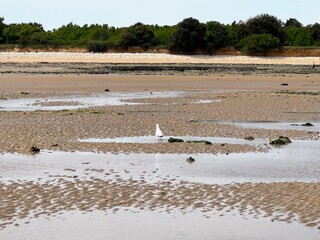 Pêche à pied au phare de Chauveau