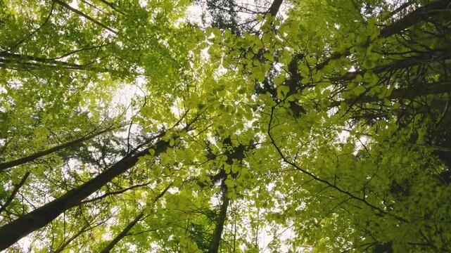 Looking Up at Peaceful Green Forest Trees in Spring Nature Background