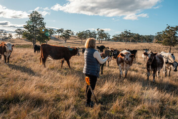 Hands Holding Healthy Soil with Roots in an Australian Pasture. Symbolizing Regenerative Agriculture, Carbon Sequestration, and Sustainable Cattle Farming for a Greener Future