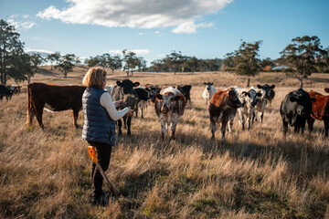 Woman with Shovel on an Australian Farm, Actively Engaged in Soil Health and Regenerative Grazing Practices Among Her Livestock. Representing Rural Sustainability