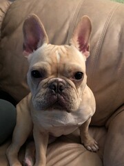 Purebred French Bulldog puppy with big ears and sad face