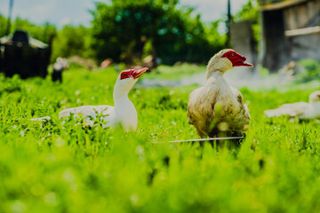Ducks Walking on Lush Green Grass Under Cloudy Skies in a Rural Landscape During Mid-Afternoon
