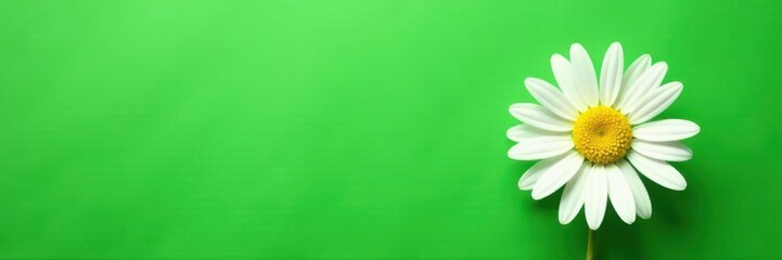 Naklejka premium Single white daisy, vibrant green backdrop, flat lay , white flower, plant, floral design