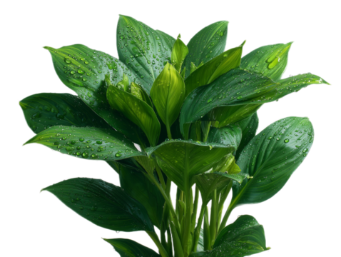 A vibrant, close-up view of a lush green plant showcasing its healthy foliage, with details like the veins in the leaves and water droplets present, representing vitality and freshness.