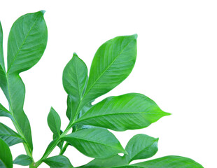 Green leaf or branch isolated on white background with clipping path.