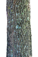 Tree trunk isolated on white background with clipping path.