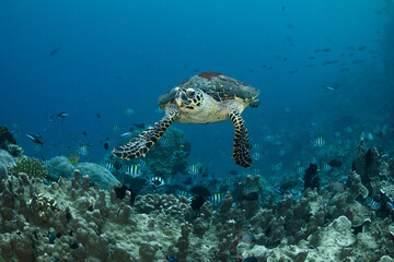 Incredibly wondrous underwater world of West Papua. West Papua diving is breathtakingly...