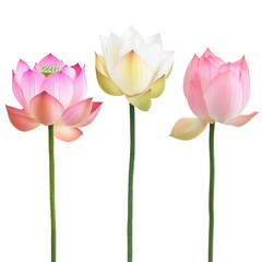 Fototapeta premium Set of blooming pink and white lotus flowers isolated on transparent background