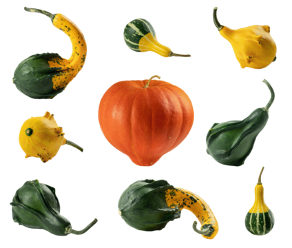 Collage of various pear-shaped gourds and big orange pumpkin. Decor for Halloween, Thanksgiving Day. Isolated on transparent background