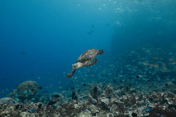 Sea turtle. Incredibly wondrous underwater world of West Papua. West Papua diving is breathtakingly spectacular, and truly unforgettable - obrazy, fototapety, plakaty
