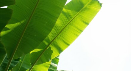 Beautiful banana leaves with vibrant green color bask in the sunlight, creating a natural backdrop.