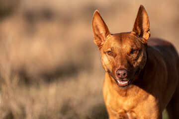 australian kelpie dog in a paddock with cows