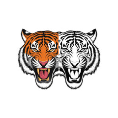 Dual Tiger Head Illustration – Bengal and White Tiger Face Art