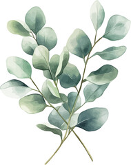 Elegant watercolor painting of eucalyptus leaves with soft green tones and delicate details - vector illustration